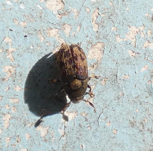 Hylesinus sp.